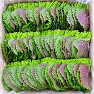 Kore Perillası Tohumu – Kkaennip Shiso Sarma Yaprağı