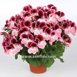 Aristo darling canan sardunya fidesi ithal pelargonium pembe kırmızı 7 yada 9 cm saksıda