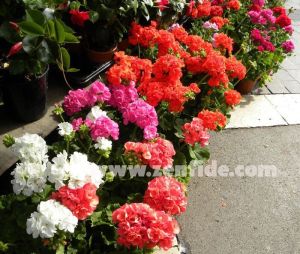 Aristo darling canan sardunya fidesi ithal pelargonium pembe kırmızı 7 yada 9 cm saksıda