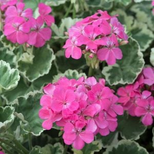 Madam Salleron dekoratif sardunya fidesi koleksiyon serisi