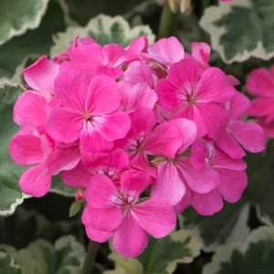 Madam Salleron dekoratif sardunya fidesi koleksiyon serisi