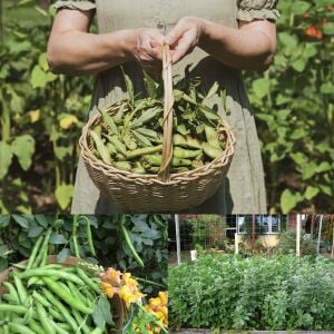 Sakız bakla tohumu fava beans seeds