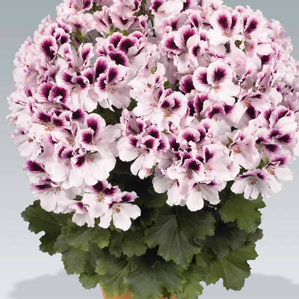 Aristo petticoat canan sardunya fidesi ithal pelargonium mor beyaz 1 fide