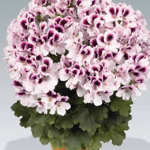 Aristo petticoat canan sardunya fidesi ithal pelargonium mor beyaz 1 fide