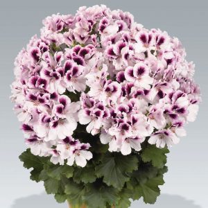 Aristo petticoat canan sardunya fidesi ithal pelargonium mor beyaz 1 fide