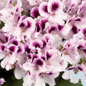 Aristo petticoat canan sardunya fidesi ithal pelargonium mor beyaz 1 fide