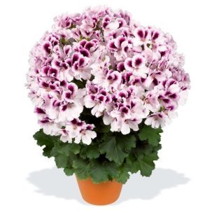 Aristo petticoat canan sardunya fidesi ithal pelargonium mor beyaz 1 fide