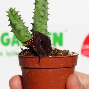Huernia angolensis leş kaktüs sukulent