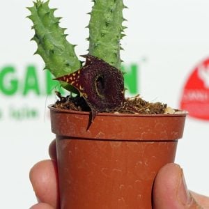 Huernia angolensis leş kaktüs sukulent