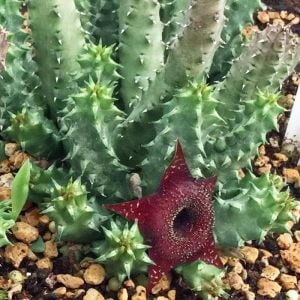 Huernia angolensis leş kaktüs sukulent
