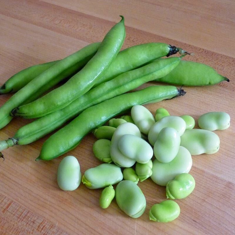 Sakız bakla tohumu fava beans seeds