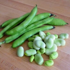 Sakız bakla tohumu fava beans seeds