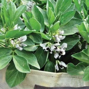 Sakız bakla tohumu fava beans seeds