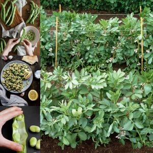 Sakız bakla tohumu fava beans seeds