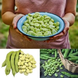 Sakız bakla tohumu fava beans seeds