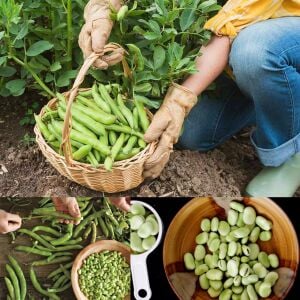 Sakız bakla tohumu fava beans seeds