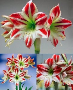 Ambiance amaryllis soğanı ithal Güzel Hatun çiçeği