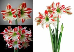 Ambiance amaryllis soğanı ithal Güzel Hatun çiçeği