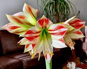 Ambiance amaryllis soğanı ithal Güzel Hatun çiçeği