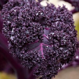 Scarlet Kale Tohumu – Mor Kıvırcık Karalahana