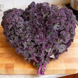 Scarlet Kale Tohumu – Mor Kıvırcık Karalahana
