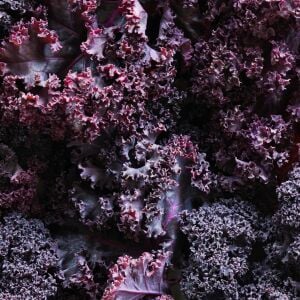 Scarlet Kale Tohumu – Mor Kıvırcık Karalahana