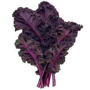 Scarlet Kale Tohumu – Mor Kıvırcık Karalahana