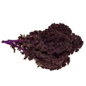 Scarlet Kale Tohumu – Mor Kıvırcık Karalahana