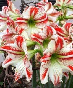 Ambiance amaryllis soğanı ithal Güzel Hatun çiçeği