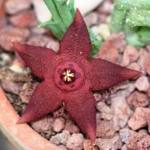 Orbea woodii
