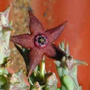 Orbea woodii