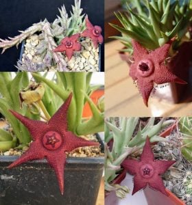 Orbea woodii