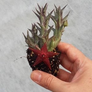 Orbea woodii