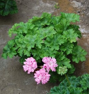 Unicorn Rose sardunya fidesi zonartic koleksiyon serisi