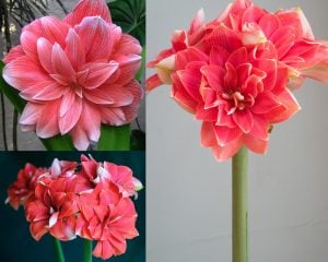 Double Dream amaryllis ithal Güzel Hatun çiçeği