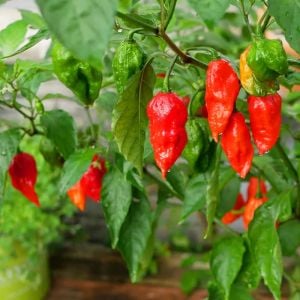 Dünyanın en acı biberi bhut jolokia biber tohumu