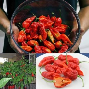 Dünyanın en acı biberi bhut jolokia biber tohumu