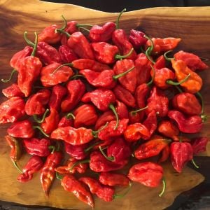 Dünyanın en acı biberi bhut jolokia biber tohumu
