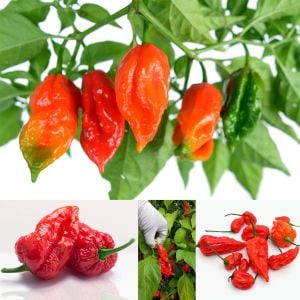 Dünyanın en acı biberi bhut jolokia biber tohumu