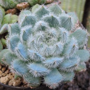 Echeveria setosa var. minor sukulent bitki
