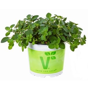 Poncho mercanköşk fidesi origanum vulgare