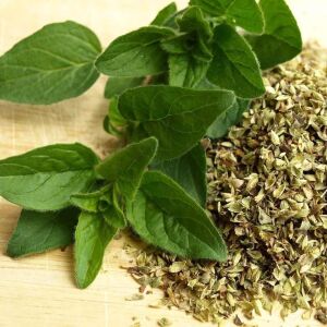 Poncho mercanköşk fidesi origanum vulgare