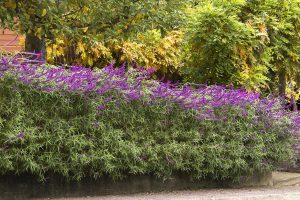 Salvia leucantha süs adaçayı fidesi mexican bush sage
