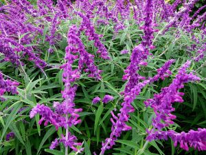Salvia leucantha süs adaçayı fidesi mexican bush sage