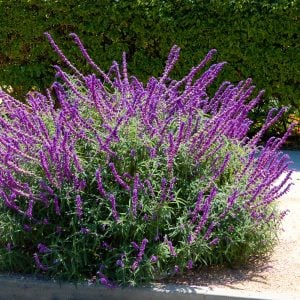 Salvia leucantha süs adaçayı fidesi mexican bush sage