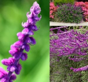Salvia leucantha süs adaçayı fidesi mexican bush sage
