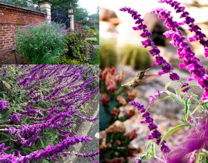 Salvia leucantha süs adaçayı fidesi mexican bush sage