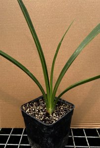 Ice Queen amaryllis ithal Güzel Hatun çiçeği