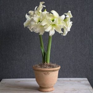 Ice Queen amaryllis ithal Güzel Hatun çiçeği