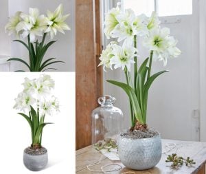 Ice Queen amaryllis ithal Güzel Hatun çiçeği